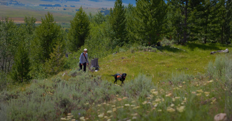 A woman hiking up a mountain with her dog during summer