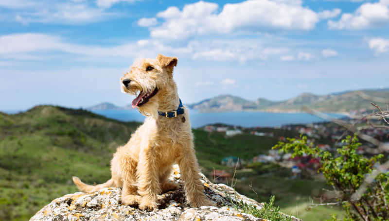 A Lakeland Terrier sits atop a stone outcropping overlooking gorgeous hills surrounding a lake.