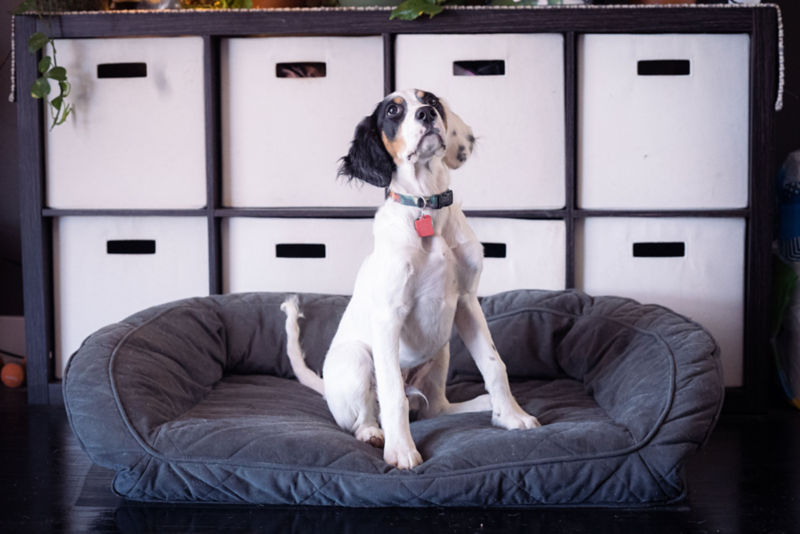 A black and white puppy sitting on a dog bed.