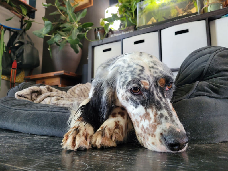 A black and white dog laying on a grey dog bed.