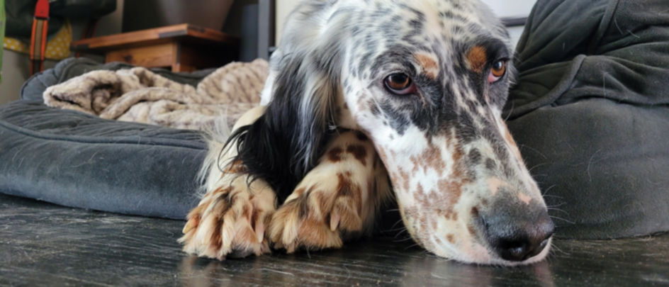 A close-up of a spotted dog laying on a dog bed