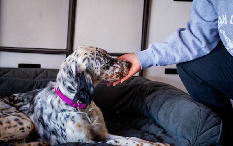 A dog trainer offers a treat to a dog laying on a dog bed.