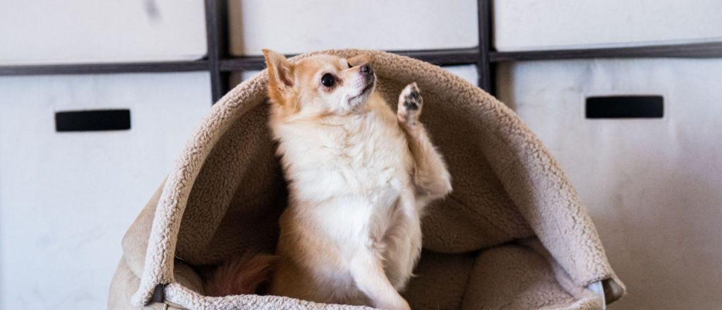 A chihuahua plays inside a small burrowing bed.