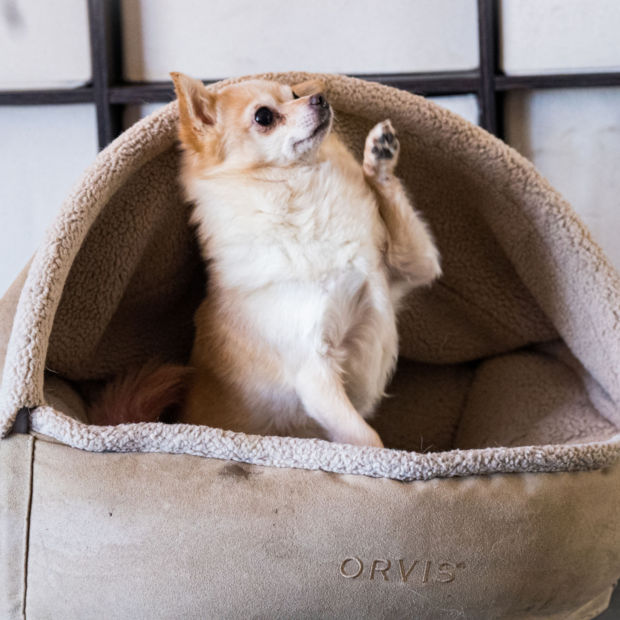 A small yellow dog with its paw up inside a covered dog bed