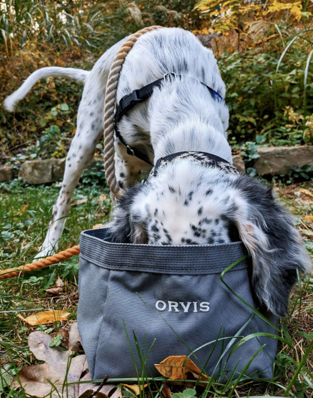 Suge eats out of an Orvis travel dog bowl.