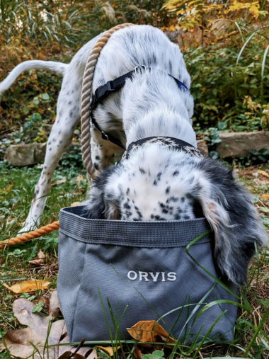Suge drinking from an Orvis portable dog bowl.