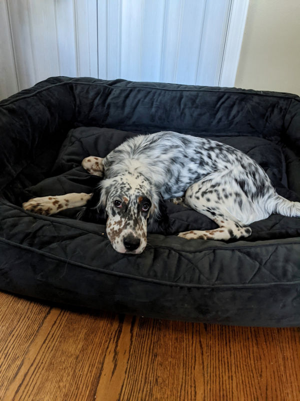 The mottled, black and white coat of a Ryman-type English setter