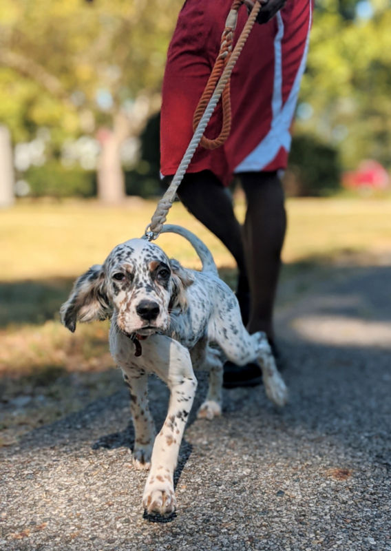 A black-and-white setter puppy walking on a leash