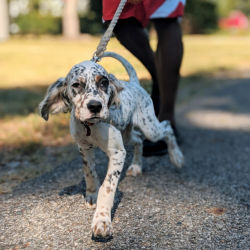 A black-and-white setter puppy walking on a leash