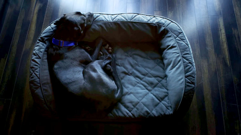 A black dog curled up on their dog bed.