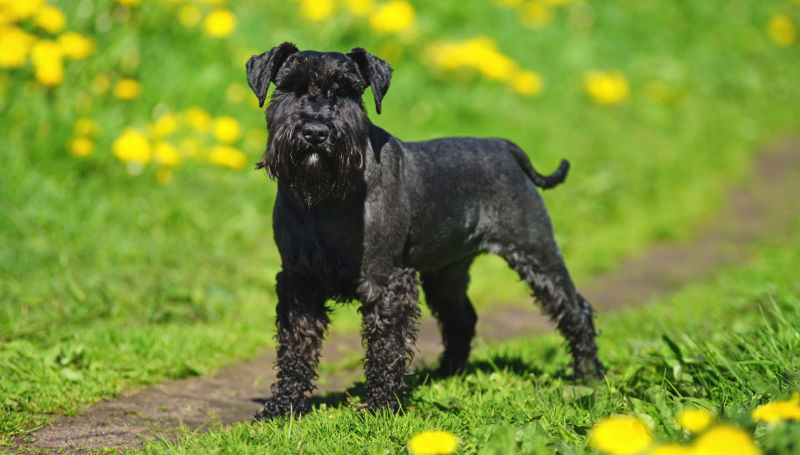 A miniature schnauzer pauses on a dirt trail through a flower-filled field.
