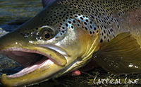 Fly Fishing Tips & Techniques - Strategies For Fighting Big Fish