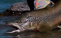 Fly Fishing Tips & Techniques - Spotting Trout In Dirty Water