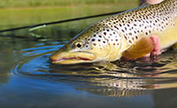 Fly Fishing Tips & Techniques - Trout Fishing Ambush Points