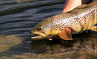 Fly Fishing Tips & Techniques - Casting To Rising Trout