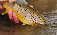Fishing Follow Up Behind Another Angler Part 2 - Quick Fly Fishing Tips From Orvis