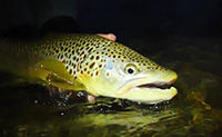 How To Fish Small Dry Flies In Low Light - Quick Fly Fishing Tips From Orvis