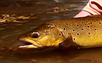 Downstream Take Tips For Trout Fishing - Fly Fishing Tactics & Tips From Orvis