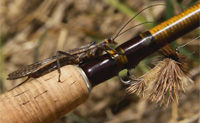 Our Best Fly Fishing Tips From Orvis - How To Fish Deep Nymphs