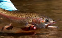 How To Fish Gravel Shelves - Fly Fishing Tactics & Tips From Orvis