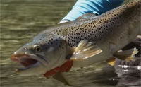 Our Best Fly Fishing Tips From Orvis - How To Fish Mid Depth Nymphs
