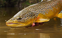 Nymph Accuracy While Fishing For Trout Part 1 - Fly Fishing Tactics & Tips From Orvis