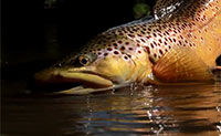 How To Fish Nymphs Without Indicators - Our Best Fly Fishing Tips From Orvis