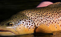 Fishing The Terrestrial Drop - Fly Fishing Tactics & Tips From Orvis