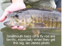 Smallmouth bass on a fly rod are terrific, especially when they get this big.  Ian James photo