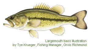 Largemouth bass illustration by Tye Krueger, Fishing Manager, Orvis Richmond