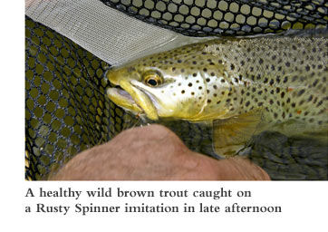 A health wild brown trout caught on a Rusty Spinner imitation in late afternoon.