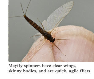 Mayfly spinner have clear wings, skinny bodies, and are quick, agile fliers
