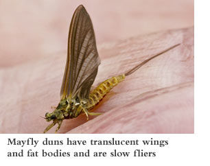 Mayfly duns have tranlucent wings and fat bodies and are slow fliers