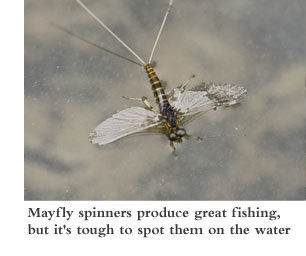 Mayfly spinners produce great fishing, but it's tough to spot them on the water