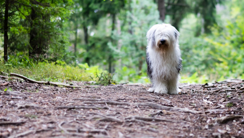 An Old English Sheepdog walks down a forest path.