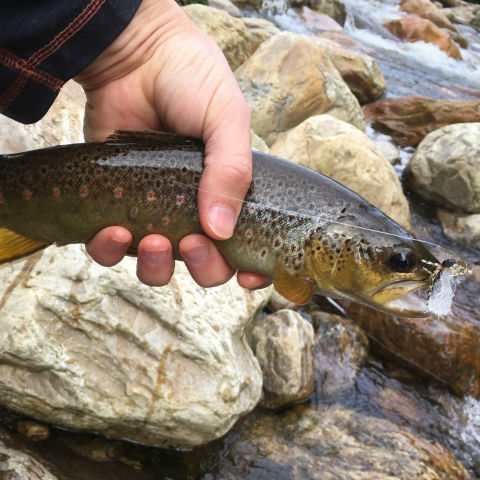 Man holding a brown trout