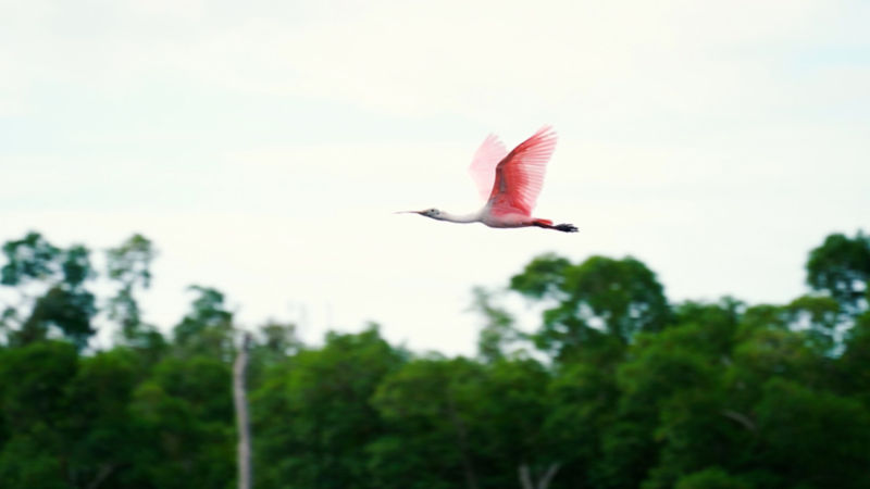 A Roseate Spoonbill in flight