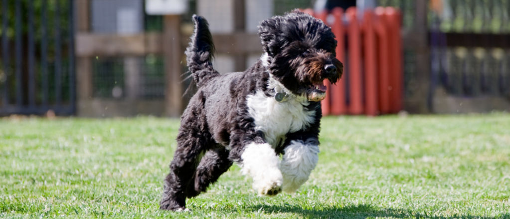 A Portuguese Water Dog runs an agility course.