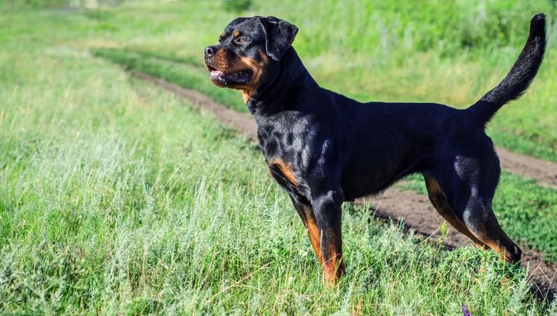 A Rottweiler stands next to a dirt path through a hay field.