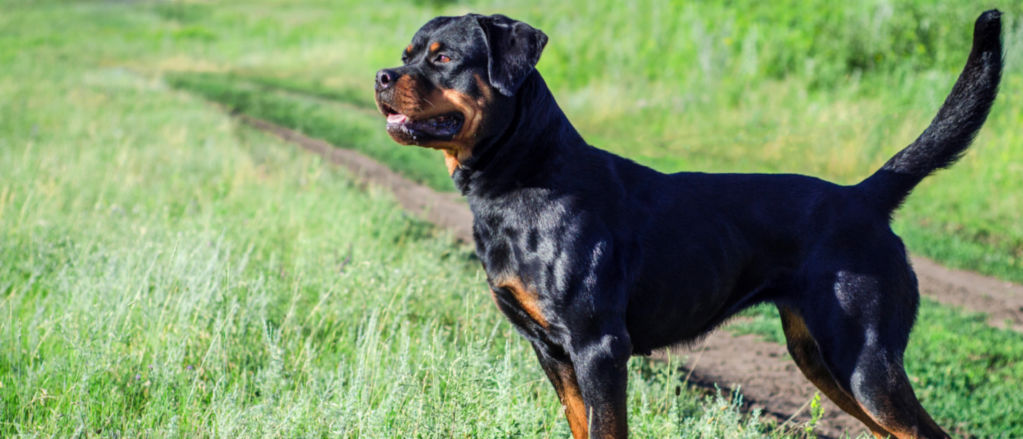 A Rottweiler stands next to a dirt path through a hay field.