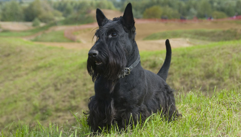 A black Scottish Terrier lies in the grass.