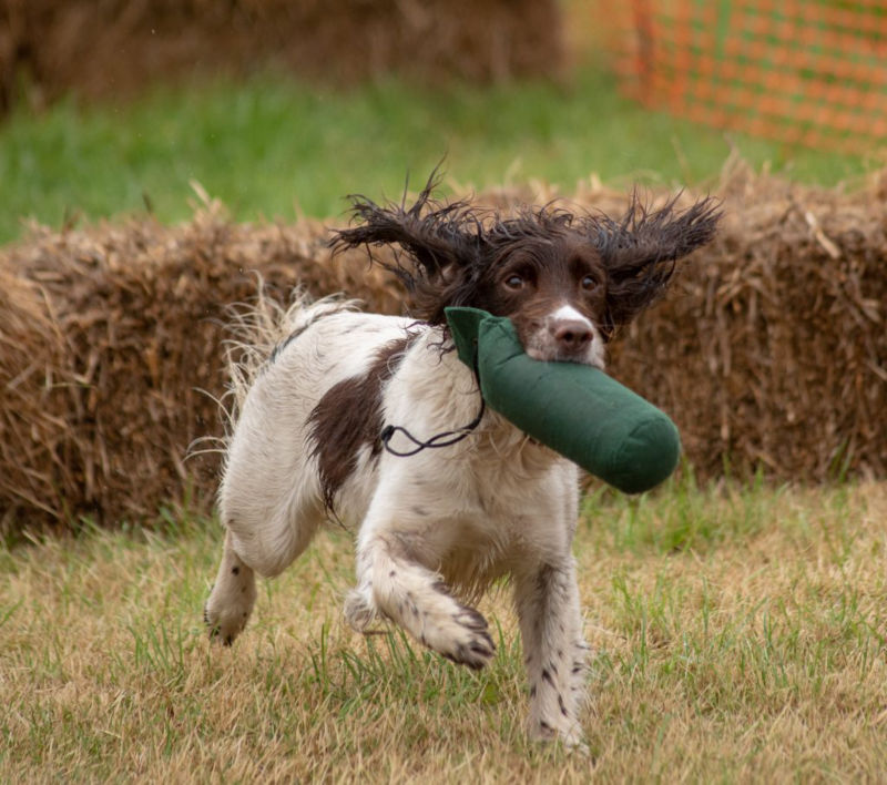 A dog retrieving a dummy in the Gundog Scurry.