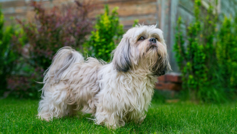 Dog Shih Tzu: traits, characteristics and origin