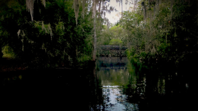 A bridge crosses the green gloom of an overgrown Shingle Creek
