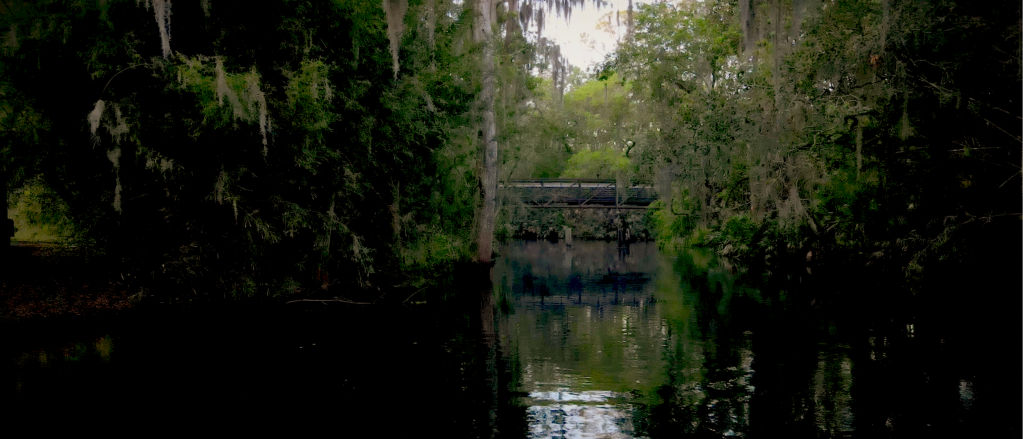 A bridge crosses the green gloom of an overgrown Shingle Creek