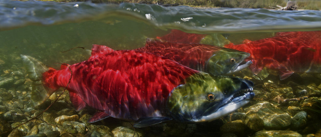 Underwater photo of salmon in Alaska.