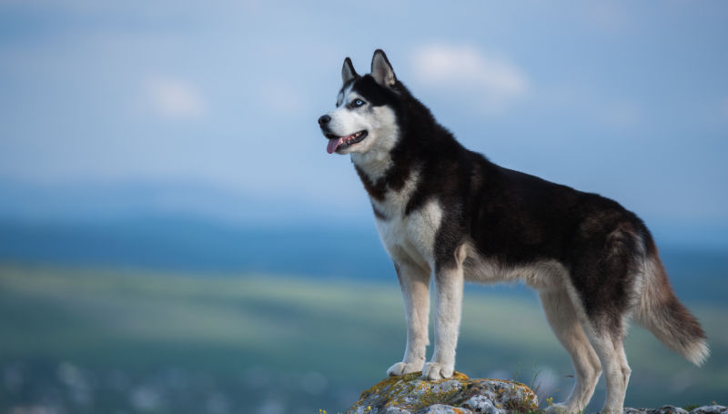 A Siberian Husky stands on a rock outcropping overlooking mountains.
