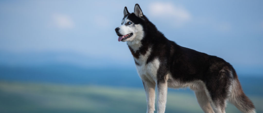 A Siberian Husky stands on a rock outcropping overlooking mountains.