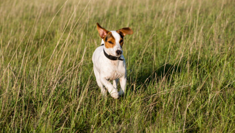 Wire hair fox 2024 terrier hypoallergenic dogs