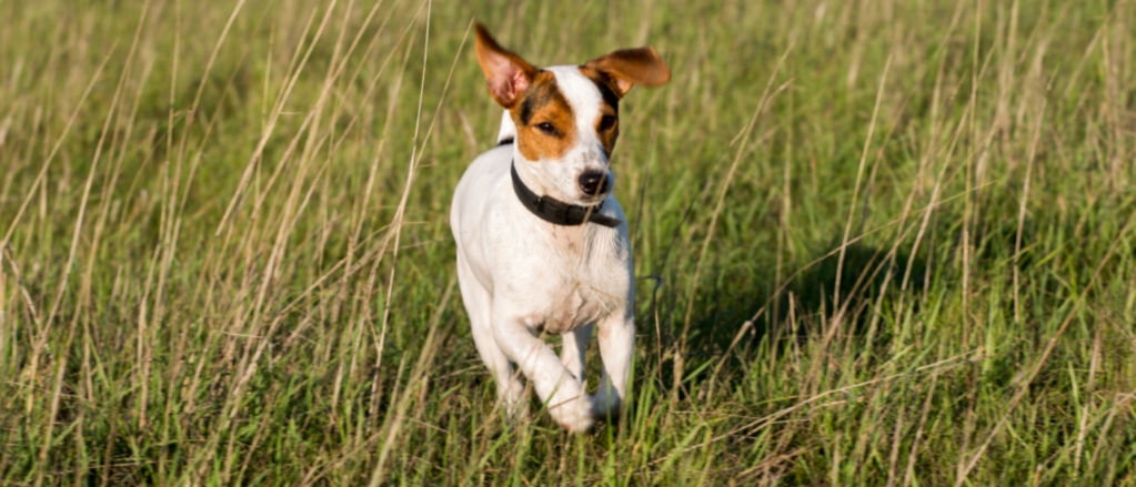 Smooth Fox Terrier - All About Dogs | Orvis